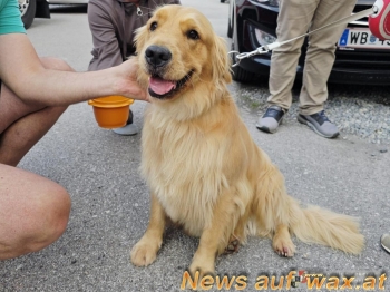 wax.at News