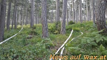 wax.at News