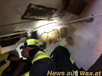 wax.at News