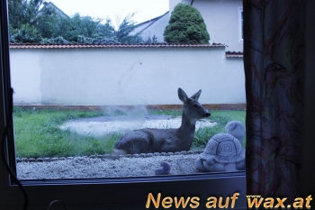 wax.at News