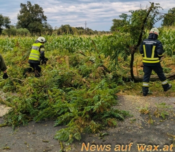 wax.at News