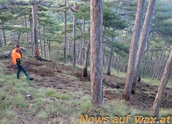 wax.at News