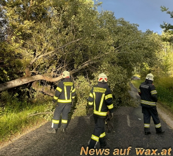 wax.at News