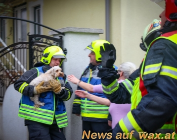 wax.at News